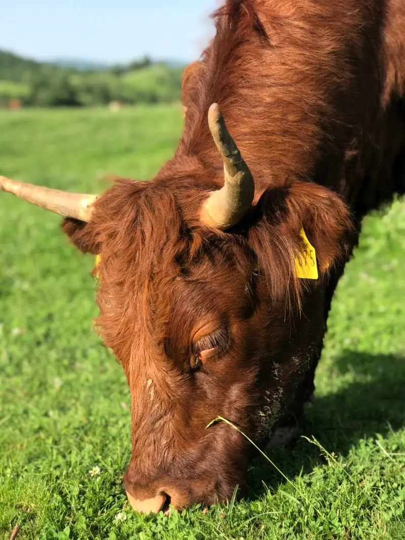 OPG Tankosić – rad na farmi