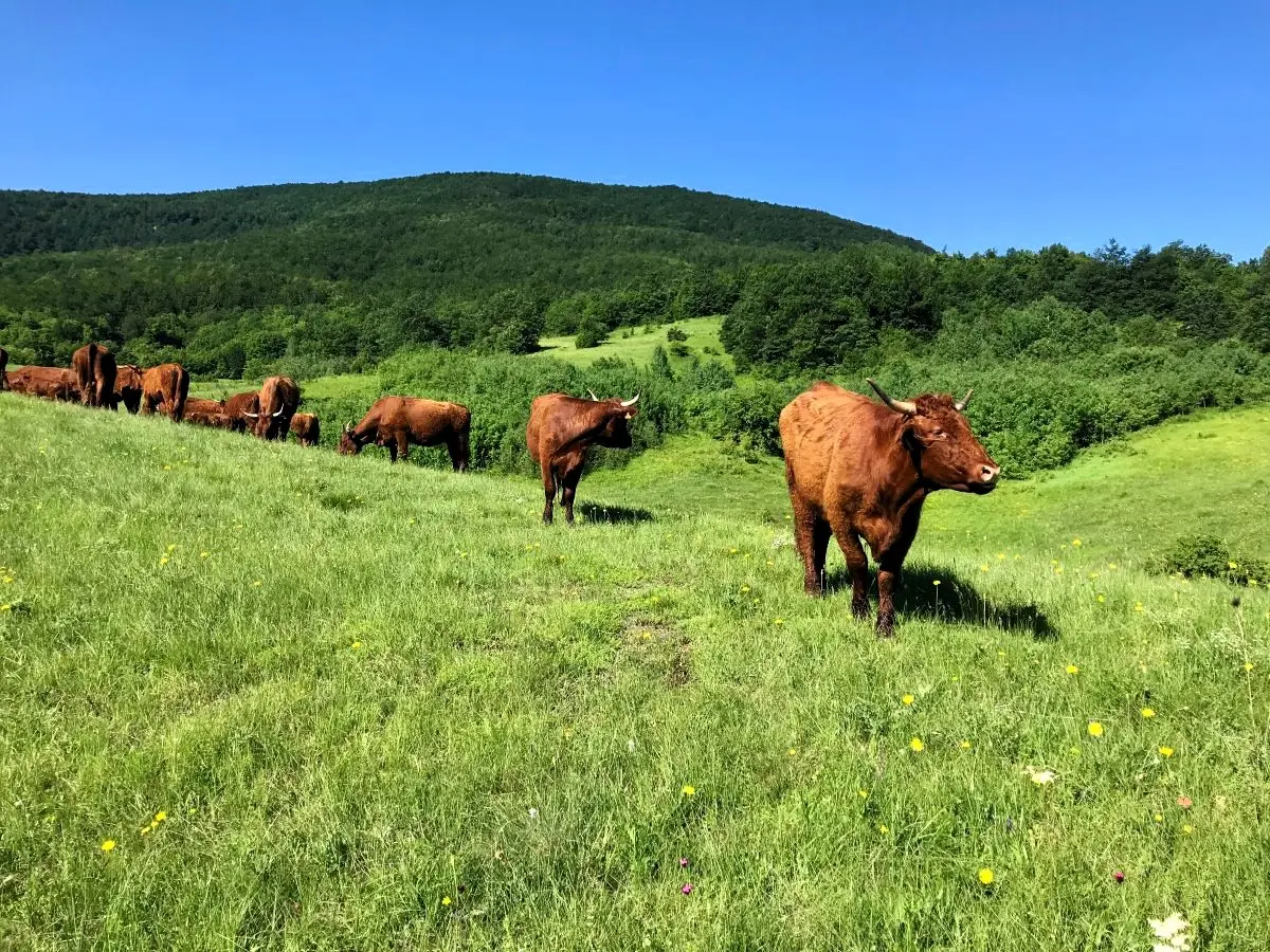 Ekološki uzgoj – farma
