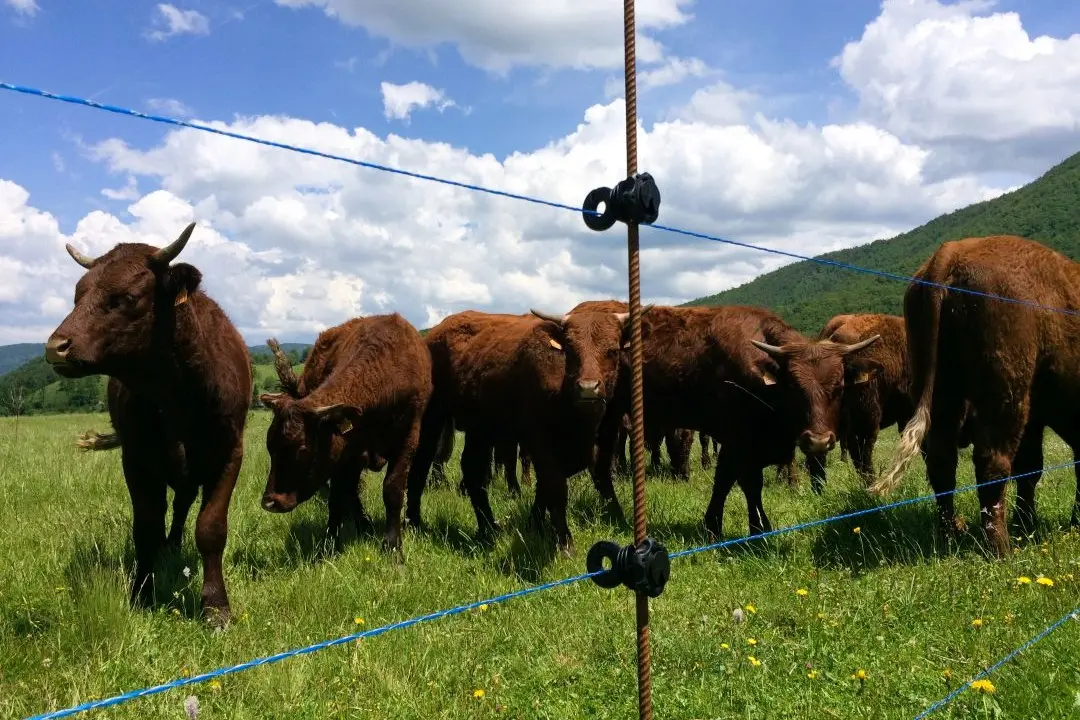 Praktična iskustva s organizacijom pašnjaka uz naglasak na očuvanje travnjaka i ravnomjernu ispašu tijekom sezone.