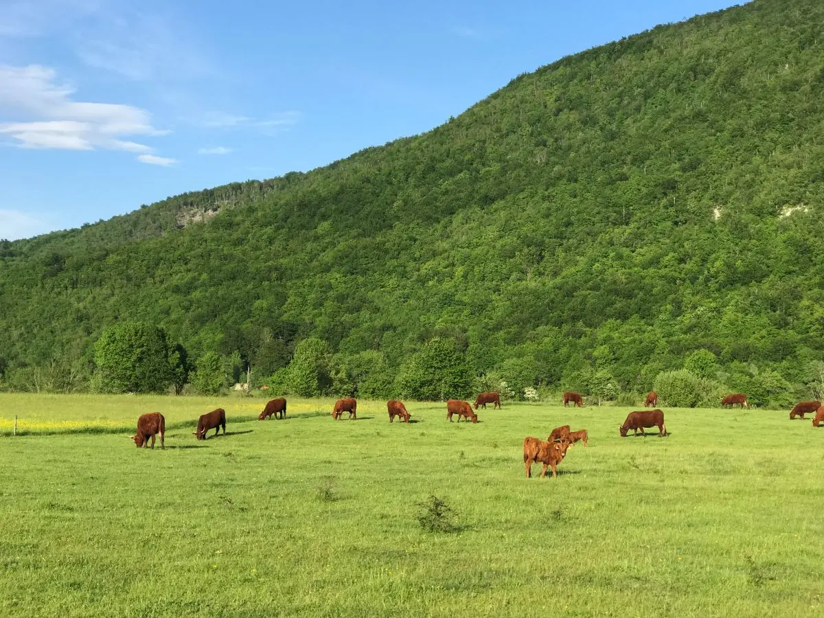 Proljetna ispaša stada