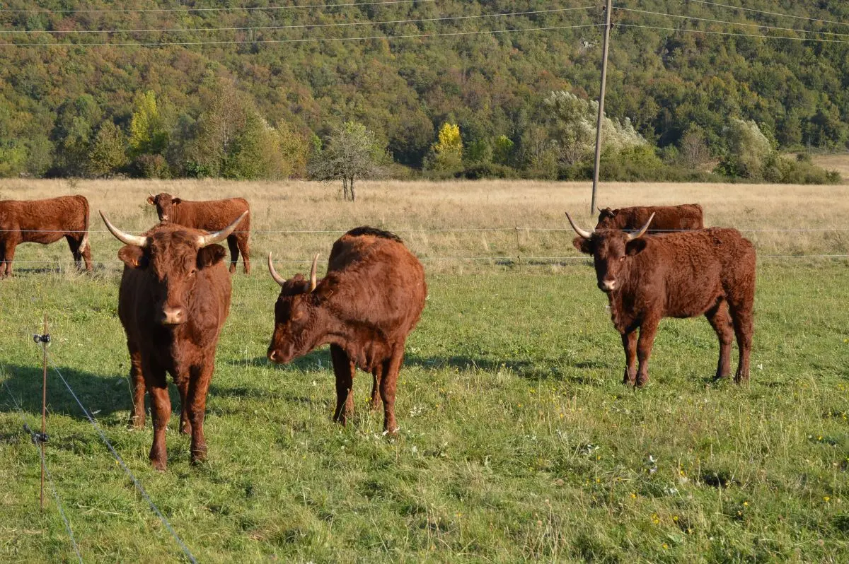 Ljetna ispaša i nadzor stada