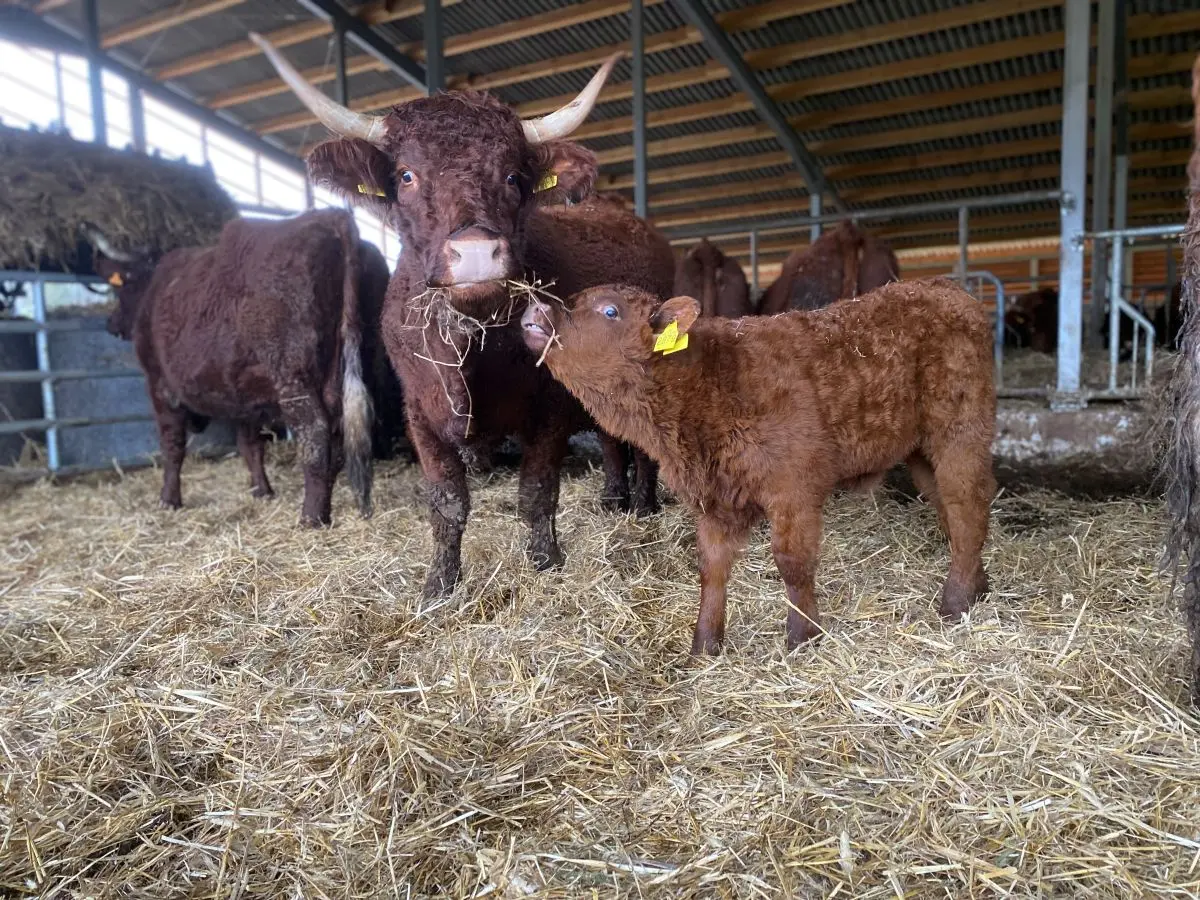 Teljenje, junice i razvoj teladi