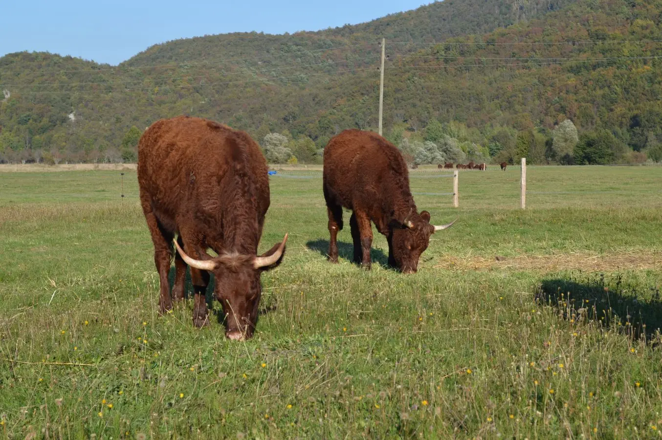 Planiranje ispaše kroz sezonu