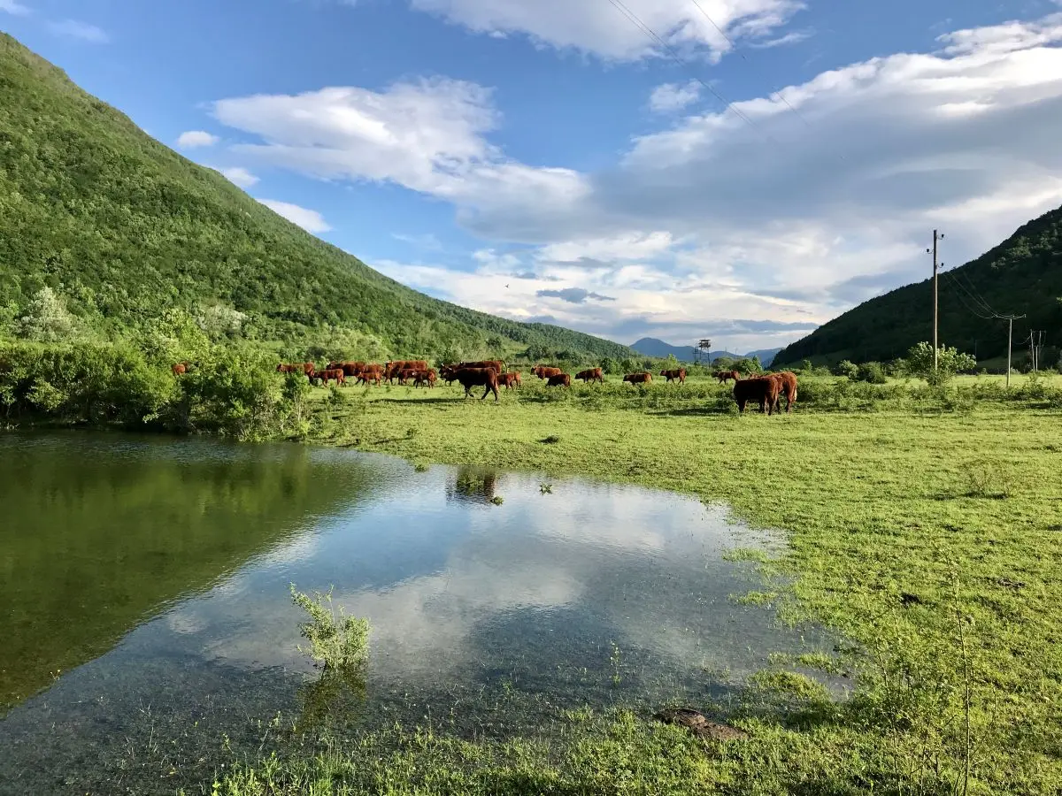 Voda i napajanje goveda na pašnjaku
