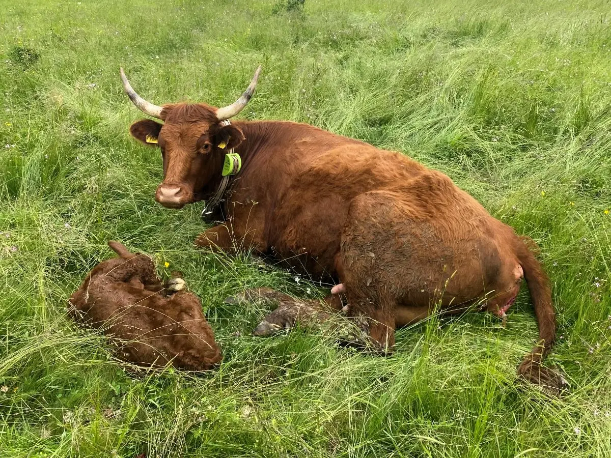 Nadzor stada i brza reakcija