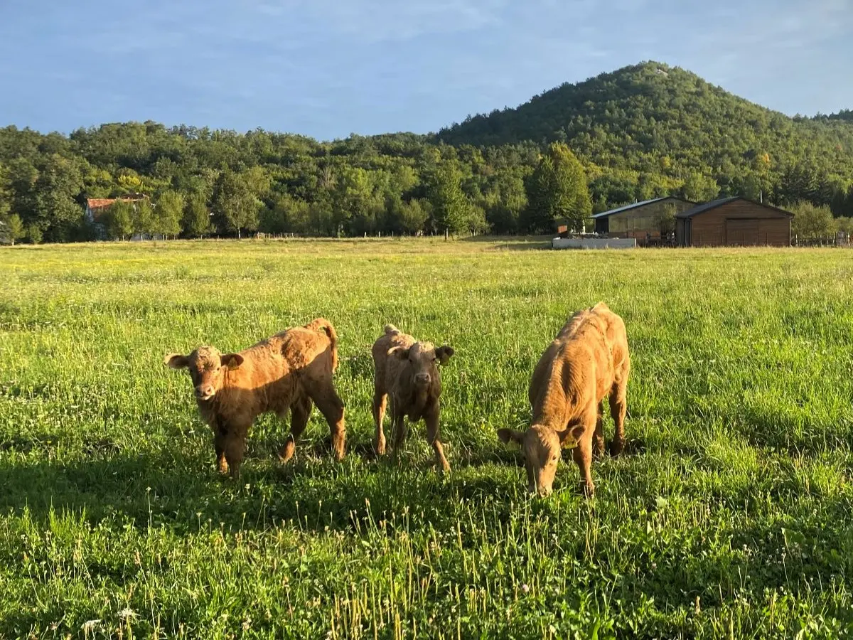 Tovna grla – prirast i mesnatost